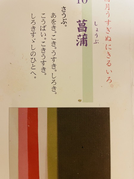 菖蒲　襲色目写真